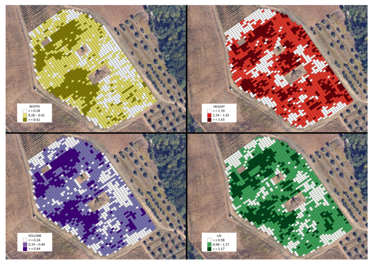 Mappe di spessore, altezza, volume della chioma e Lai generate da drone, giugno 2024